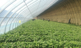 吃瓜群爆料大棚图片真实,吃瓜群爆料揭示农业新面貌