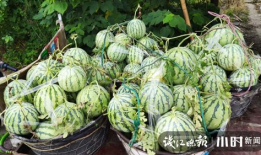 巩义四姑娘吃瓜爆料,揭秘娱乐圈背后的惊人真相