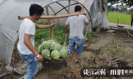 巩义四姑娘吃瓜爆料,揭秘娱乐圈背后的惊人真相