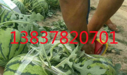 吃瓜网爆料无码吃瓜第一页,吃瓜网独家爆料，带你领略网络热点背后的真相